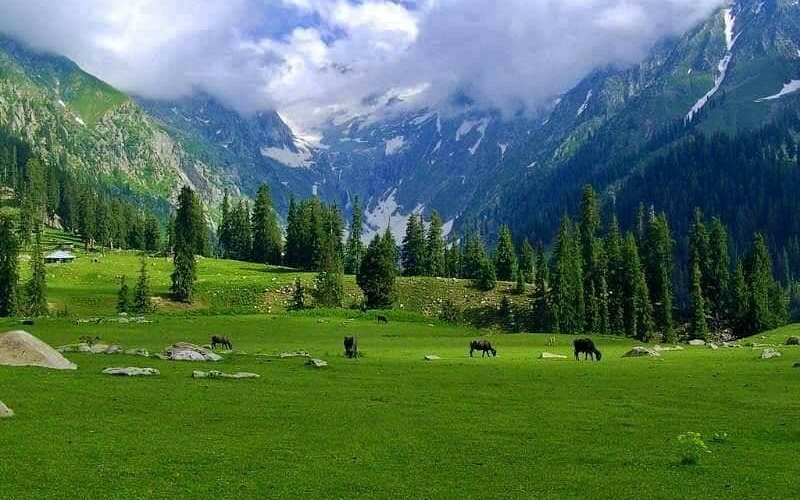 Kumrat forest and streams